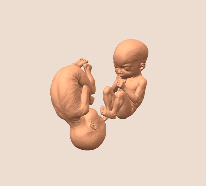 Illustrative 3D view of two babies curled beside each other at week 24